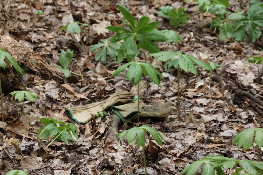 A nature walk can be revealing!