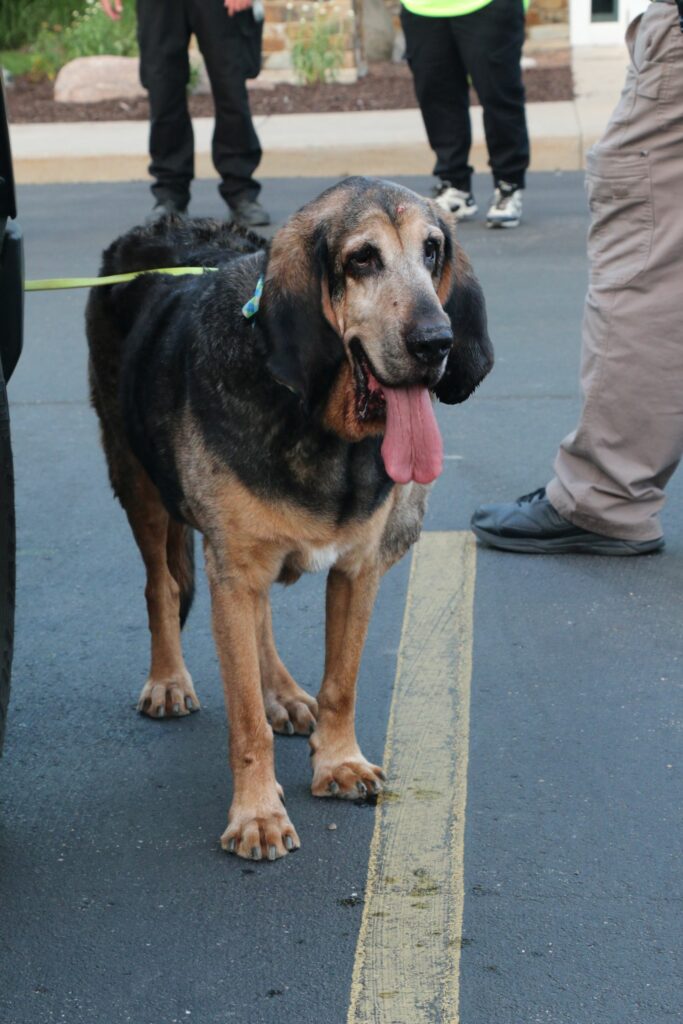 Tracking dog Cletus also did some training this evening.